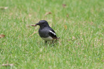 Oriental magpie robin with small worm on green grass in the garden