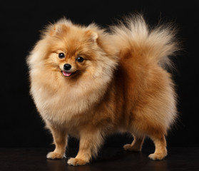 Pomeranian spitz Dog on Isolated Black Background in studio