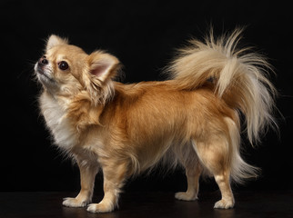 Chihuahua Dog  Isolated  on Black Background in studio