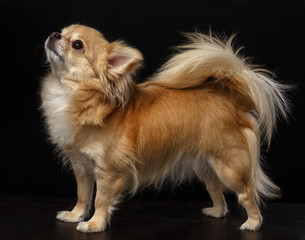 Chihuahua Dog  Isolated  on Black Background in studio
