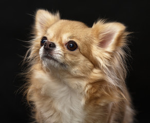 Chihuahua Dog  Isolated  on Black Background in studio