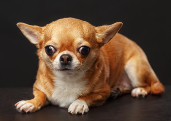 Chihuahua Dog  Isolated  on Black Background in studio
