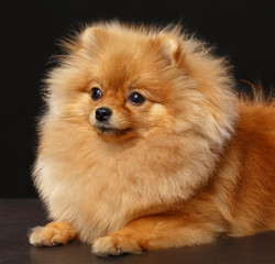 Pomeranian spitz Dog on Isolated Black Background in studio