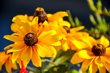 花