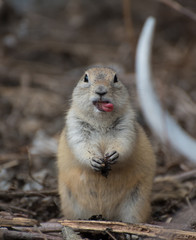 Cheeky ground squirrel