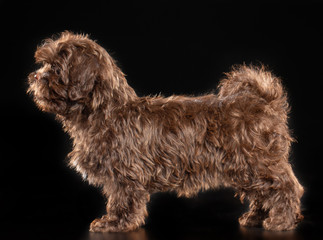 Russian colored lapdog Dog  Isolated  on Black Background in studio