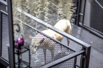 Dog, background of Thai dog sitting or sleeping on the street Many gestures (smiling, closed eyes, sleeping, crying) are often seen in parks or places where people pass by, some rabies carriers.