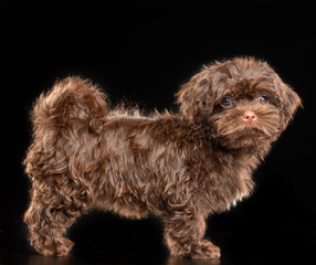 Russian colored lapdog Dog  Isolated  on Black Background in studio