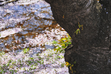 桜　幹　花びら　水たまり　素材