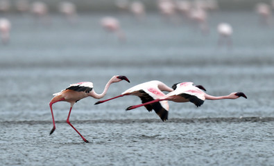 Flamingos in flight. Flying flamingos over the water of Natron Lake.  Lesser flamingo. Scientific name: Phoenicoparrus minor. Tanzania.