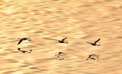 Lesser flamingo. Scientific name: Phoenicoparrus minor. Flying Flamingos above the red water of Lake Natron at sunset. Aerial View. From above.