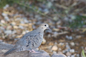 pigeon on a rock