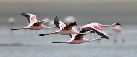 Crédence de cuisine en verre imprimé Flamant Flamants roses en vol. Flamants roses volants au-dessus de l& 39 eau du lac Natron. Flamant nain. Nom scientifique : Phoenicoparrus minor. Tanzanie.