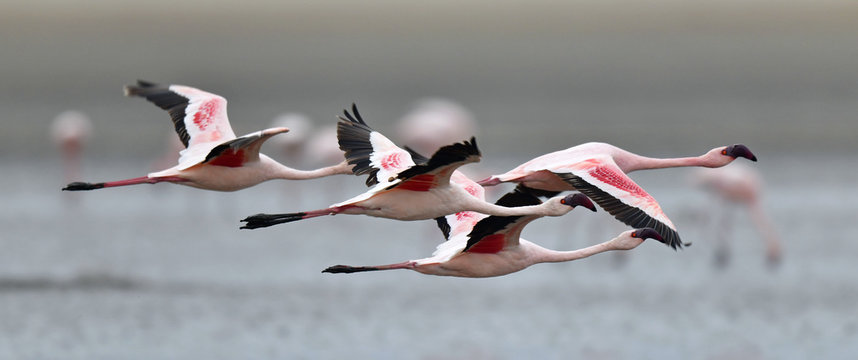 Fototapeta Flamingos in flight. Flying flamingos over the water of Natron Lake.  Lesser flamingo. Scientific name: Phoenicoparrus minor. Tanzania.