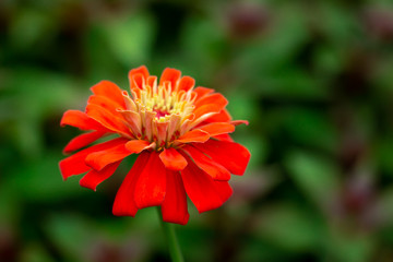 colorful zinnia flowers blooming in field.