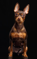 Toy Terrier Dog on Isolated Black Background in studio