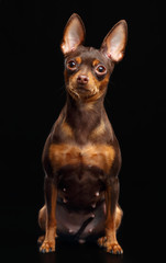 Toy Terrier Dog on Isolated Black Background in studio