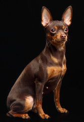 Toy Terrier Dog on Isolated Black Background in studio