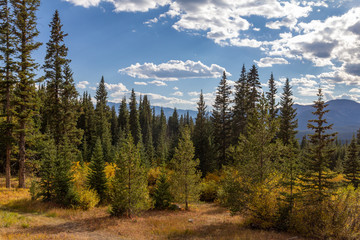 Rocky Mountain fall colors, Colorado, USA.