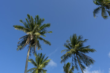 Naklejka na ściany i meble A view of the sky with coconut trees in bright sunshine. ,Look up to the top.