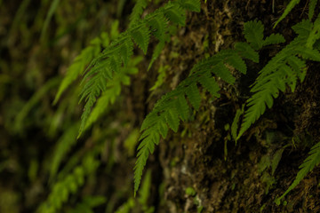 苔の崖から生えるシダの葉