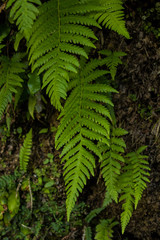 苔の崖から生えるシダの葉
