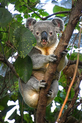 Koala sits in tree looking healthy, fluffy and cute, Australia.