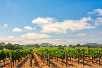 Fototapeta na wymiar Vineyard with Oak Trees and Clouds., Sonoma County, California, USA