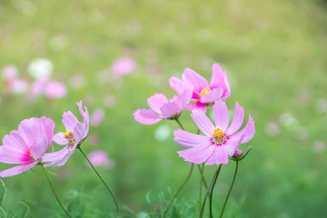 コスモス畑の風車