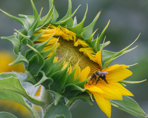 bee on sunflower