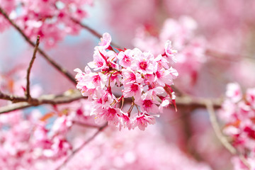 Wild Himalayan Cherry Blossoms in spring season (Prunus cerasoides), Sakura in Thailand, selective focus, Phu Lom Lo, Loei, Thailand.