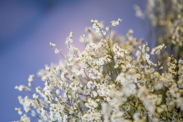 beautiful white statice flower