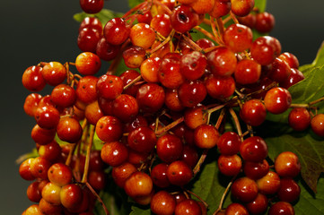a bunch of autumn berries in a stalemate vase