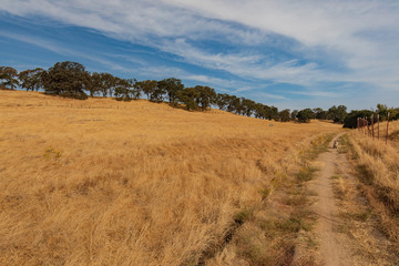 Fototapeta na wymiar Australian shepherd on path at McCormick Park