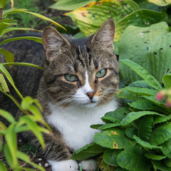Naklejka na ściany i meble Cat lying in the grass. Observant, charming cat lying in the grass in the garden.