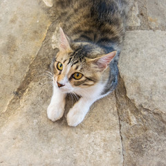 Young hungry cat. Hungry pretty cat waiting for food. Portrait of a surprised hungry cat.