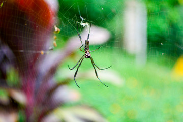 Spider on web