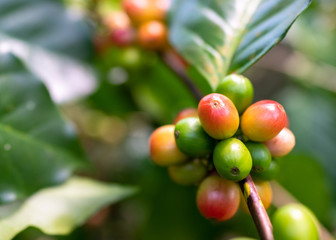 Green Coffee beans on a coffee tree
