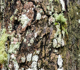 Tree trunk