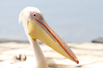 portrait of a pelican