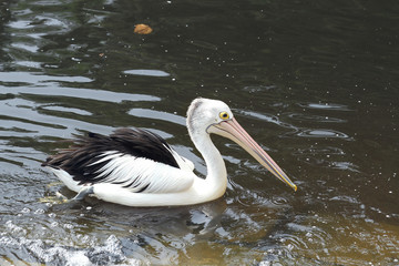 pelican in lake