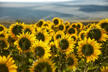 Field full of sunflowers