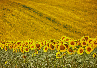 Field full of sunflowers