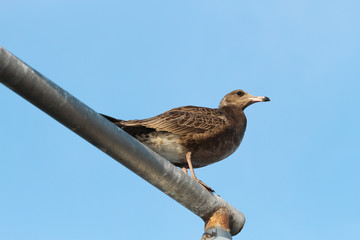 seagull on lamp in blue sky