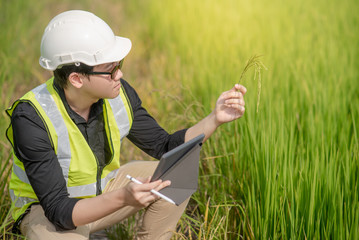 Asian male agronomist or agricultural engineer holding rice spike observing green rice field with...