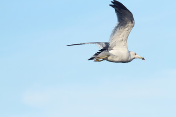 seagull in flight