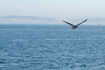 Fototapeta na wymiar flying seagull over the sea