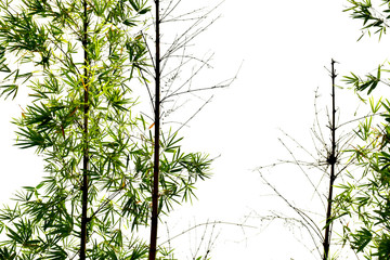 Bamboo leaves on white background
