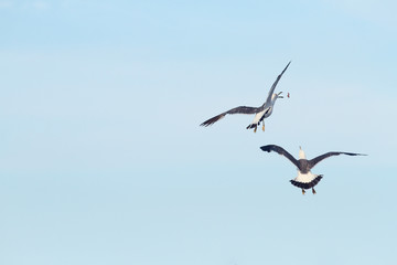flying sea gull under blue sky
