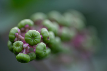 Macro plants